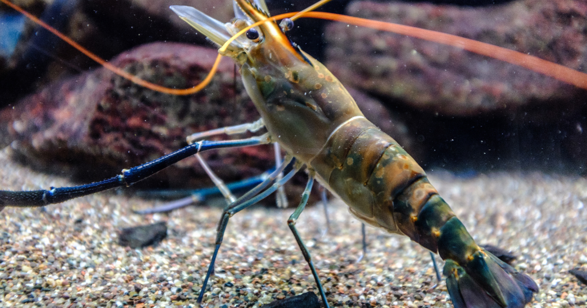蝦english不是只有 Shrimp！這些你不知道的海鮮英文一次學會