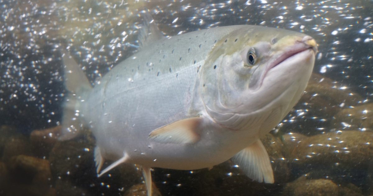 鮭魚好處一次看！營養價值、對身體的5大好處你都知道嗎？