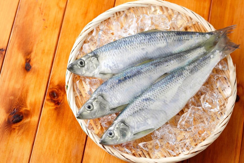 午仔魚
