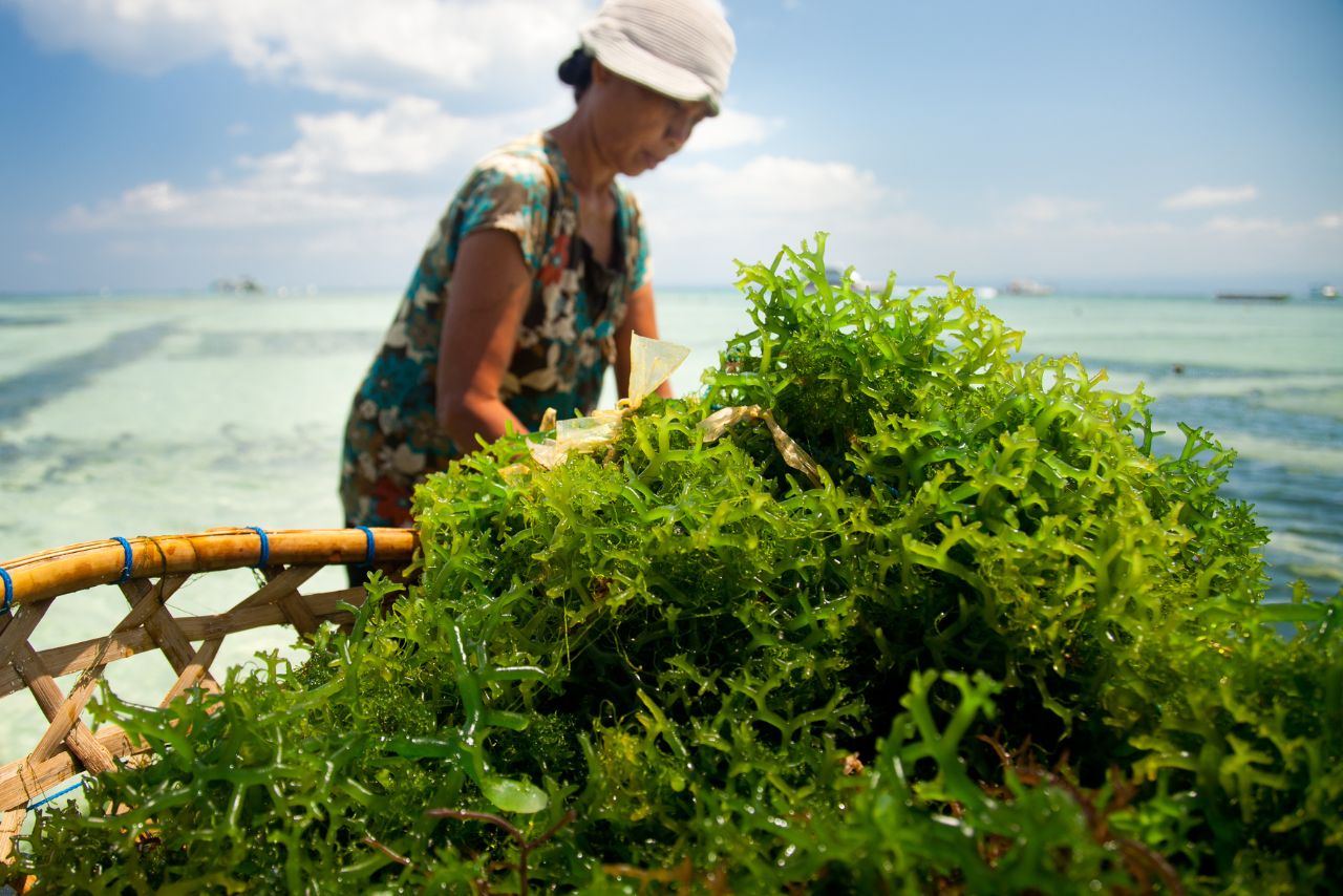 澎湖海菜