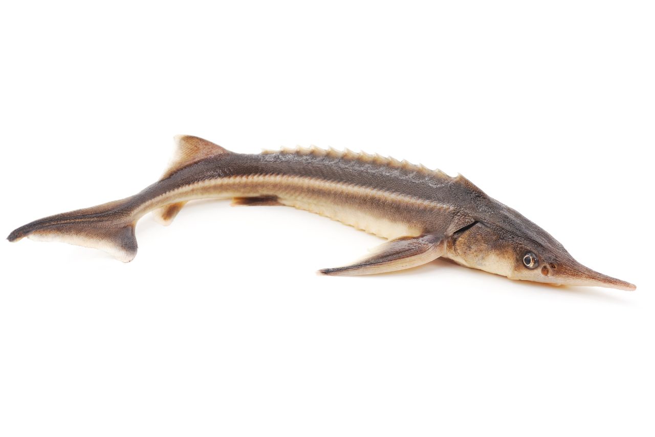 魚精營養功效