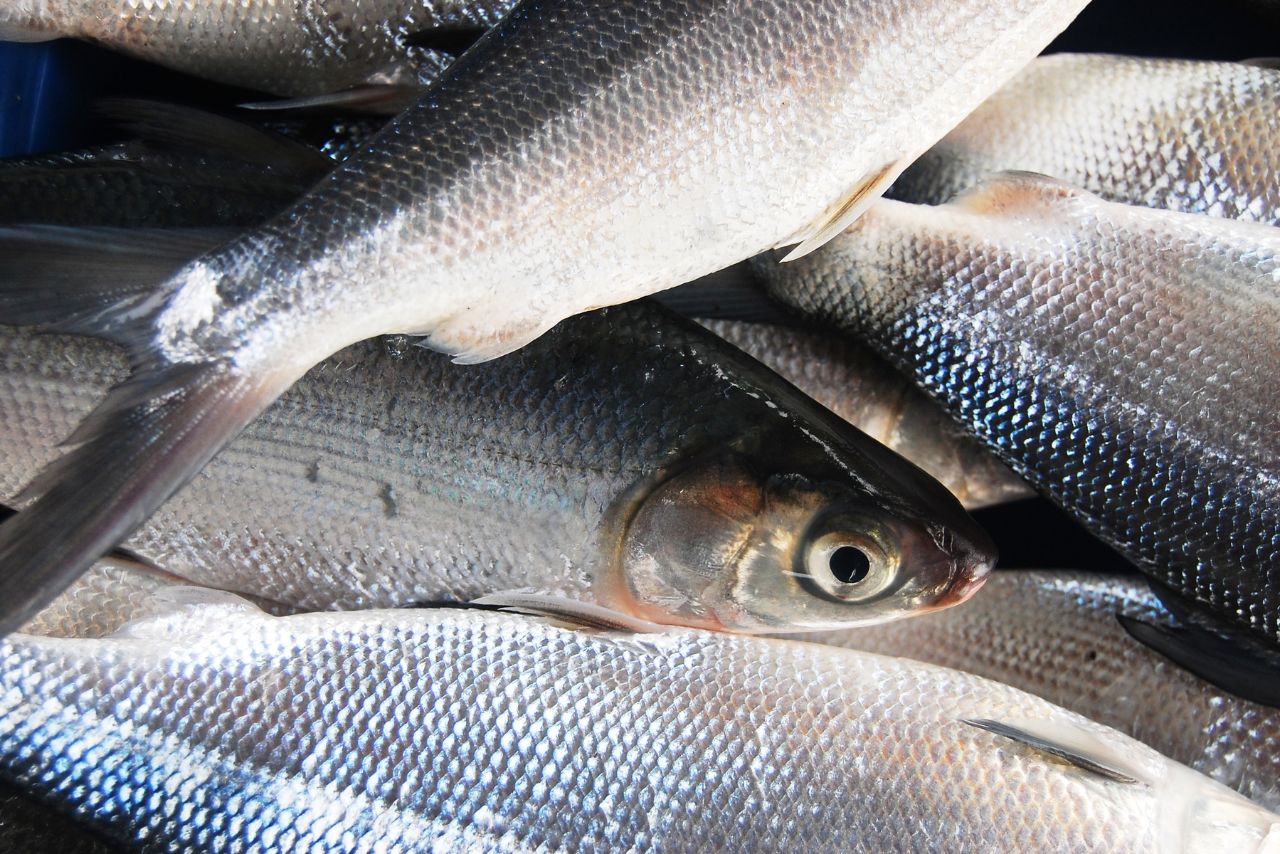 魚精營養功效