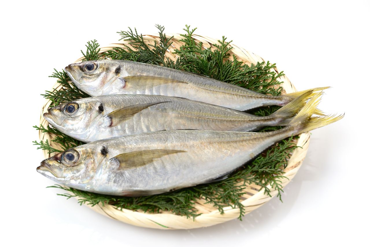 瓜仔魚