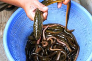 鱔魚