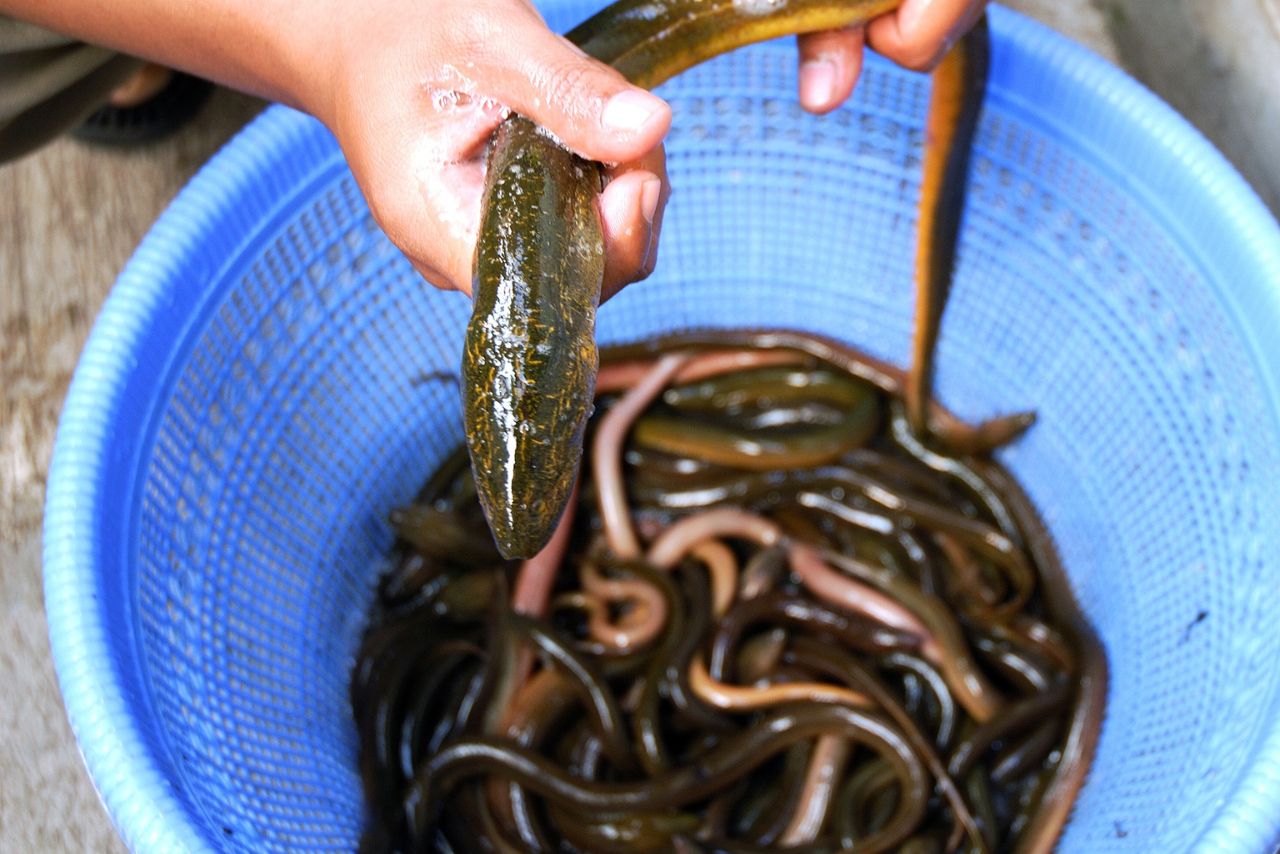 鱔魚