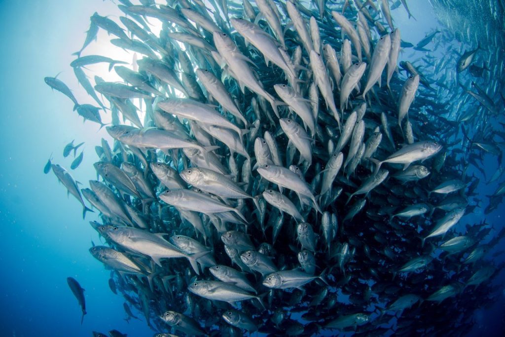 瓜仔魚
