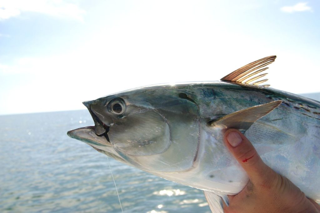 鰹魚