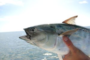 鰹魚