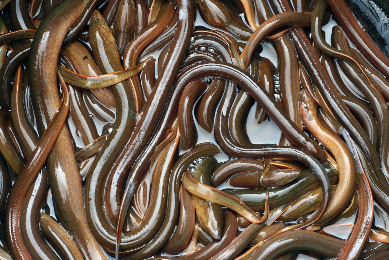 鱔魚