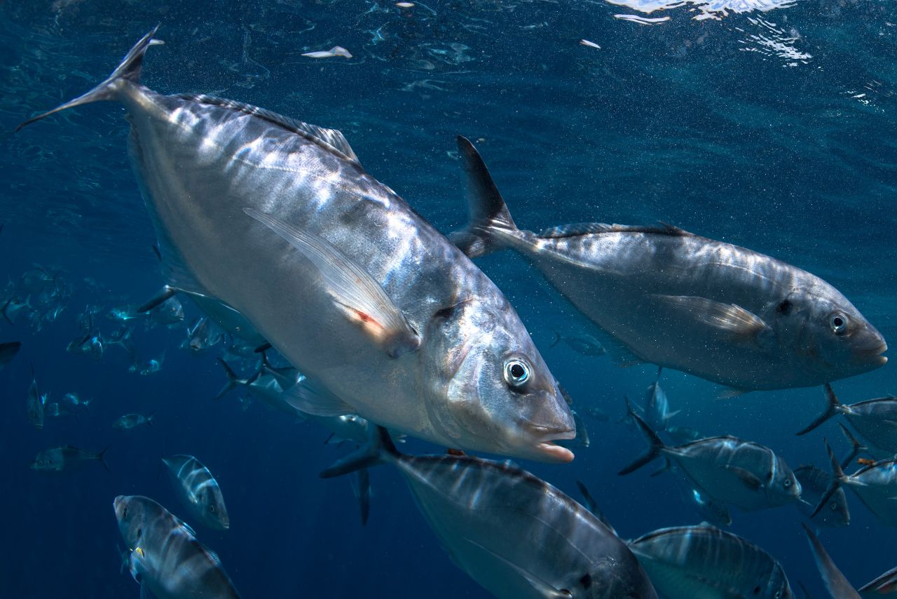 瓜仔魚