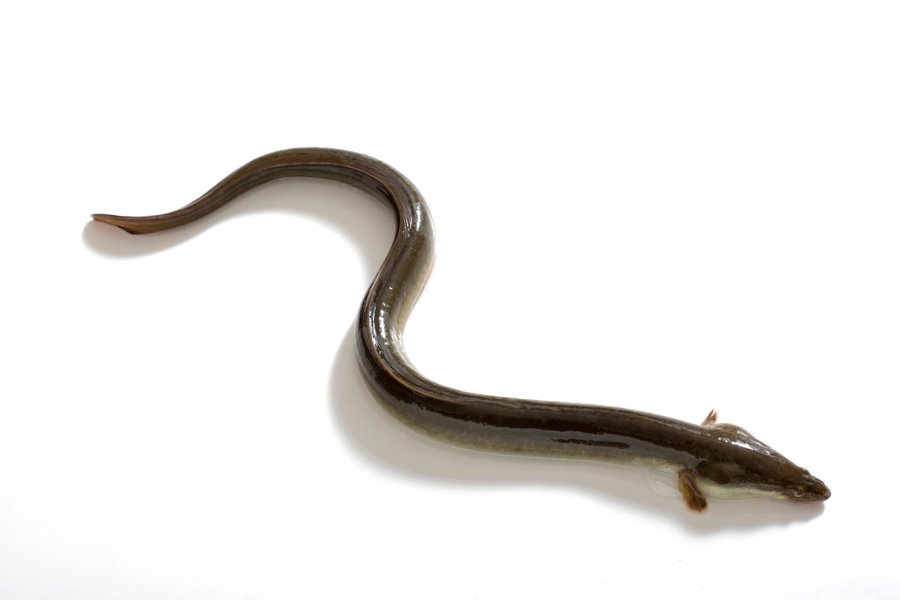 鱔魚